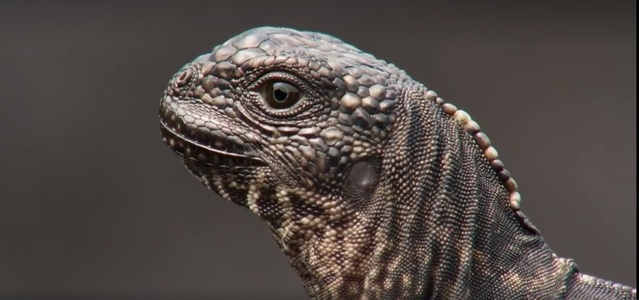 Acuzaţii de fals la adresa seriei "Planet Earth II". BBC neagă faptul că o secvenţă cu un pui de iguană vânat de şerpi a fost modificată - VIDEO