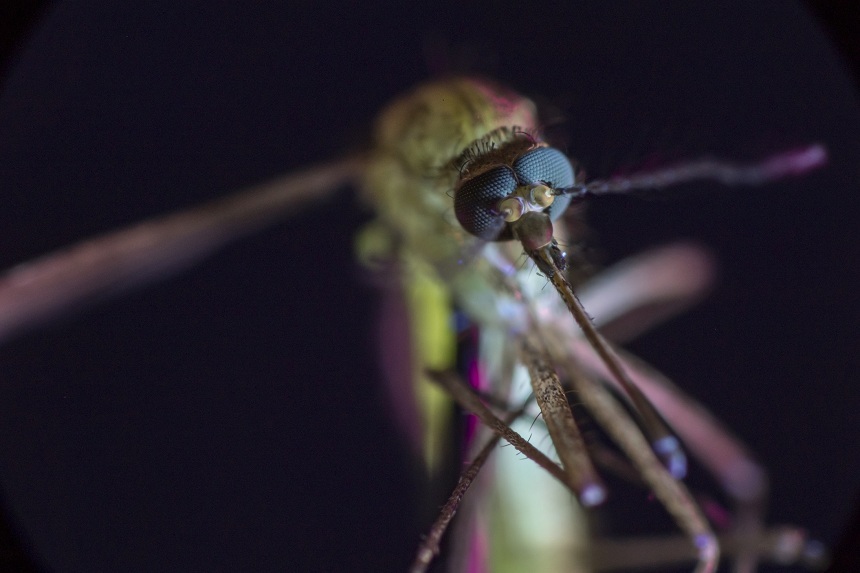 Discovery Channel va difuza în premieră mondială documentarul ”Mosquito”, despre pericolele înţepăturii de ţânţar