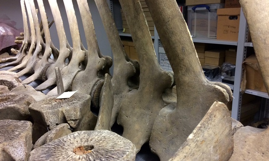 Vizitatorii Grant Zoology Museum din Londra sunt invitaţi să asambleze scheletul unui mamifer marin prins în urmă cu 157 de ani