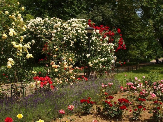 Sectorul trandafirilor (Foto: Facebook Grădina Botanică)