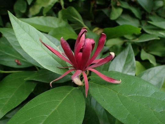 Calycanthus occidentalis, arbust originar din California (Foto: Facebook Grădina Botanică)