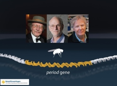 UPDATE - Cercetătorii Jeffrey C. Hall, Michael Rosbash şi Michael W. Young au câştigat premiul Nobel pentru Medicină pe 2017