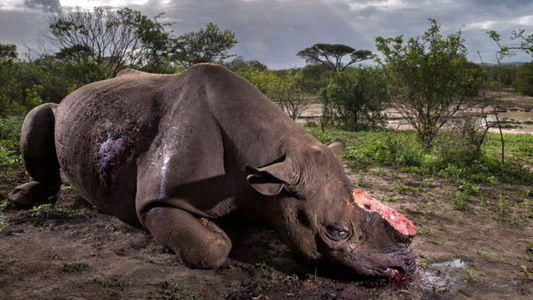 O fotografie şocantă cu un rinocer măcelărit în Africa de Sud a fost premiată la concursul Wildlife Photographer of the Year 