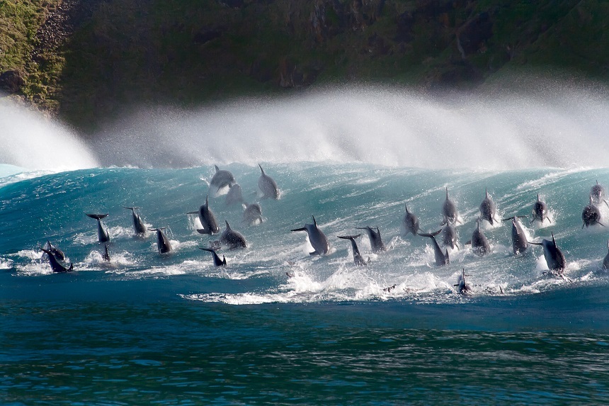 Miniseria „Planeta Albastră II”, prezentată de David Attenborough, va fi lansată duminică la BBC Earth