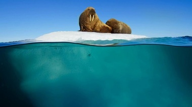 Primul episod al „Blue Planet II”, urmărit în Marea Britanie de peste 10,3 milioane de telespectatori

