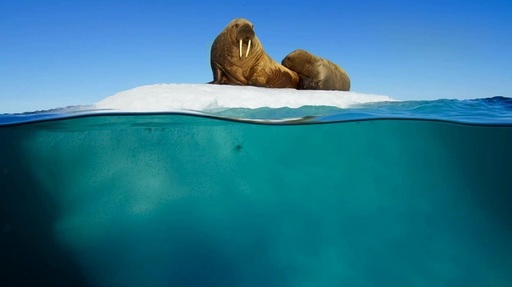 Primul episod al „Blue Planet II”, urmărit în Marea Britanie de peste 10,3 milioane de telespectatori

