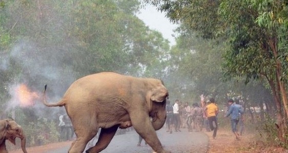 O fotografie cu doi elefanţi în flăcări, marele premiu la Sanctuary Wildlife Photography Awards