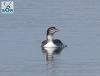 SOR: O specie arctică de pasăre, semnalată pentru prima dată în România 