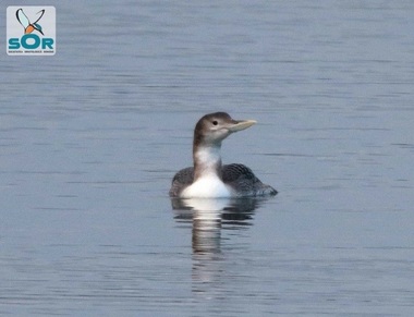 SOR: O specie arctică de pasăre, semnalată pentru prima dată în România 