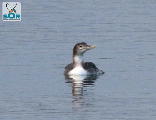 SOR: O specie arctică de pasăre, semnalată pentru prima dată în România 