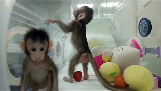 Premieră mondială: Două maimuţe au fost clonate în China cu aceeaşi metodă prin care a fost creată oaia Dolly - VIDEO