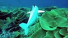 Oamenii de ştiinţă folosesc un peşte robotic pentru a studia oceanele, în cadrul unui proiect în care printre iniţiatori se numără şi un român