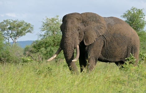 Regatul Unit va impune o interdicţie strictă în privinţa comerţului cu fildeş, pentru conservarea populaţiei de elefanţi