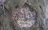 Amprente ale celui mai mare dinozaur din lume, descoperite în Scoţia