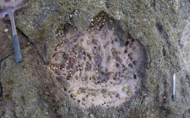 Amprente ale celui mai mare dinozaur din lume, descoperite în Scoţia