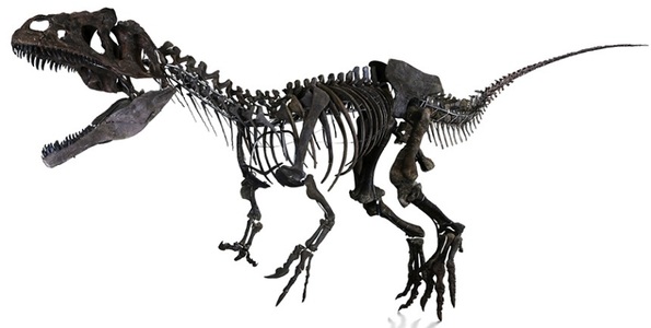 Scheletul unui dinozaur teropod mai puţin comun, vândut la Paris pentru 2 milioane de euro

