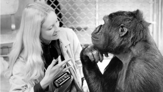 Koko, gorila care învăţase limbajul semnelor, a murit la vârsta de 46 de ani

