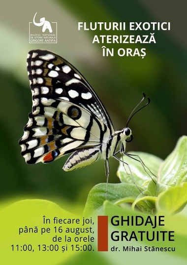 Ghidaje gratuite în expoziţia de fluturi vii de la Muzeul "Antipa"