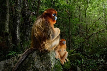 Wildlife Photographer of the Year: Fotografia cu două maimuţe aurii, câştigătoarea marelui premiu