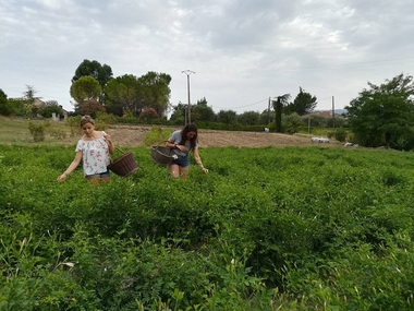 Tehnica fabricării parfumurilor din localitatea franceză Grasse, inclusă de UNESCO în patrimoniul cultural imaterial al umanităţii