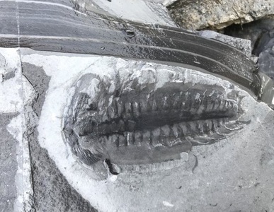 Mii de fosile, descoperite în provincia chineză Hubei: Vedem pentru prima dată meduze conservate

