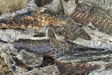 Peşti fosilizaţi din ziua în care un asteroid a lovit Pământul în urmă cu 66 de milioane de ani, descoperiţi în Dakota de Nord