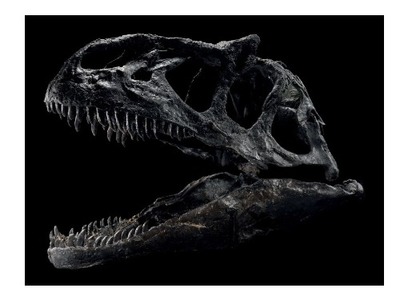 Patru schelete de dinozaur din perioadele Jurasic şi Cretacic superior, licitate la Paris