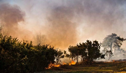 Un incendiu a izbucnit lângă Pădurea Ashdown, descrisă de A.A. Milne în poveştile cu Winnie de Pluş