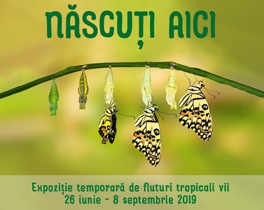 Expoziţie temporară de fluturi tropicali vii, la Muzeul "Antipa"