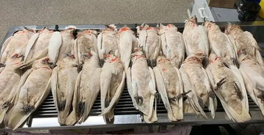„Ca dintr-un film horror” - Zeci de papagali dintr-o specie protejată, morţi după ce au căzut din zbor