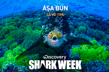 „Shark Week” - Mai mult de 20 de ore de conţinut cu şi despre rechini, la Discovery