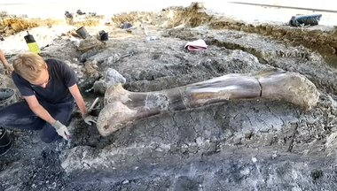 Un femur gigant de dinozaur, descoperit în sud-vestul Franţei

