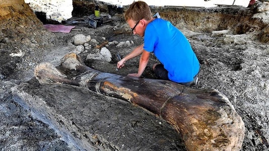Un femur gigant de dinozaur, descoperit în Charente - FOTO
