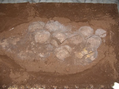 Noi cuiburi de dinozauri, descoperite pe teritoriul României