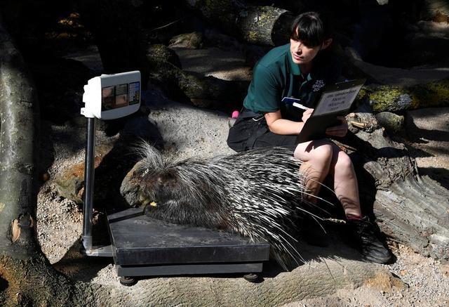 Grădina zoologică din Londra a început cea mai dificilă sarcină a anului: măsurarea animalelor
