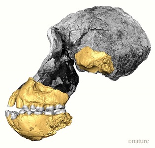 Un craniu cu o vechime de 3,8 milioane de ani a fost descoperit în Etiopia