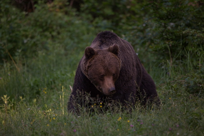 Documentarul Romania Neimblanzită Narat De News Ro