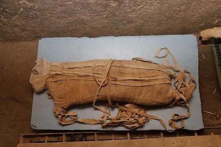 Mumii de animale, pui de leu, pisici şi crocodili, exhumate în Egipt - FOTO