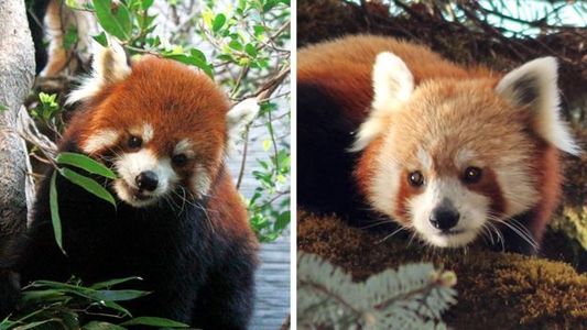 Cercetătorii chinezi au dovedit că există două specii de panda roşu 

