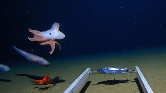 Cea mai mare adâncime la care a fost observată o caracatiţă, aproximativ 7.000 de metri

