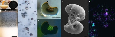 O bacterie care "mănâncă" metal a fost descoperită din întâmplare de cercetători