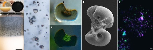 O bacterie care "mănâncă" metal a fost descoperită din întâmplare de cercetători