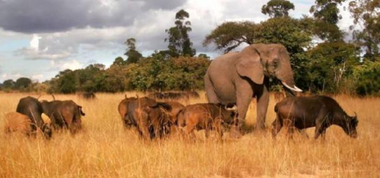 Populaţiile de animale sălbatice au scăzut cu peste două treimi în 50 de ani - Raport

