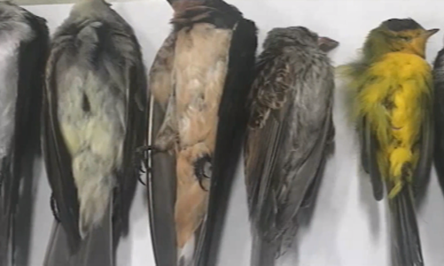 Experţi naturalişti din New Mexico au anunţat că păsările din regiune mor în număr alarmant, posibil „sute de mii”