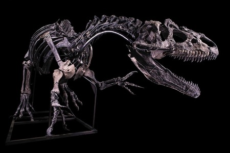 Un schelet de allosaurus, considerat "bunicul" lui T-Rex, în licitaţie la Paris