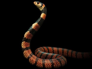 O expoziţie temporară de reptile vii, găzduită din 10 octombrie de Muzeul "Antipa"