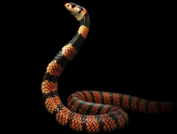 O expoziţie temporară de reptile vii, găzduită din 10 octombrie de Muzeul "Antipa"