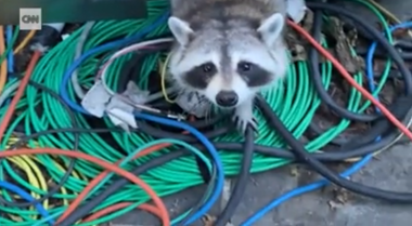 Un corespondent CNN la Washington, „atacat” de un raton la Casa Albă - VIDEO