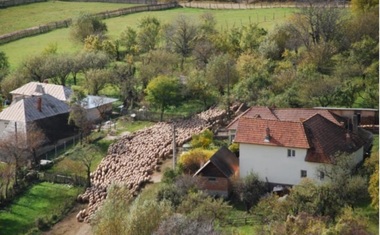 Transhumanţa carpatică şi jocul de oină, incluse în Inventarul naţional al elementelor vii de patrimoniu cultural imaterial