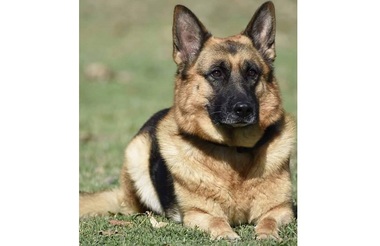 Câinele, cel mai vechi companion al omului - Studiu